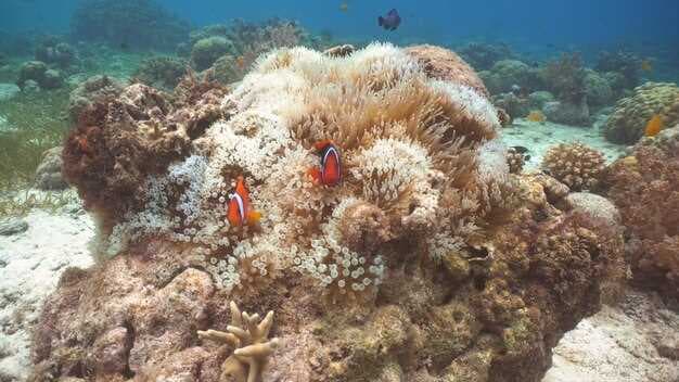 Florida Panhandle Diving - The Ultimate Guide to Wrecks, Reefs, and Best Spots