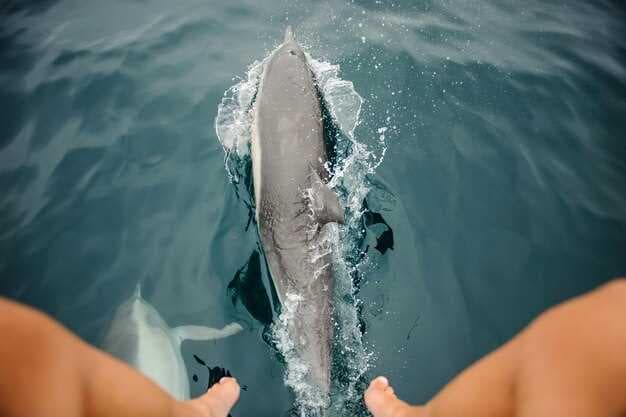 Guidelines for Safe and Ethical Whale Watching from a Boat