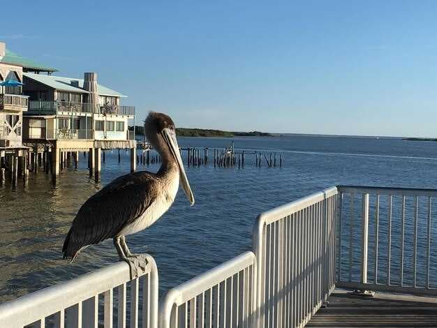 Jacksonville and Amelia Island Area Beaches - The Ultimate Guide to Florida's Best Coastal Spots