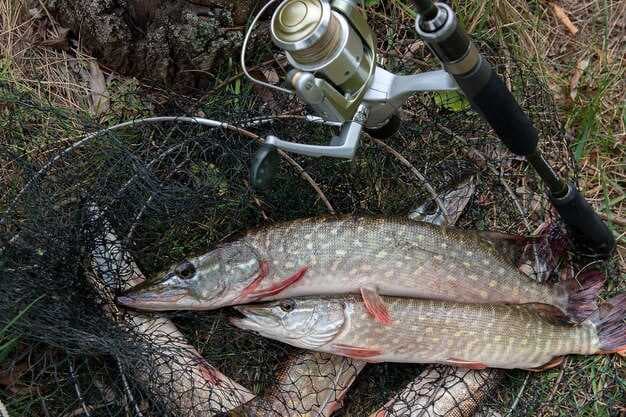 Montana Pike Fishing - Best Spots for Northern Pike, Tactics, and Tips