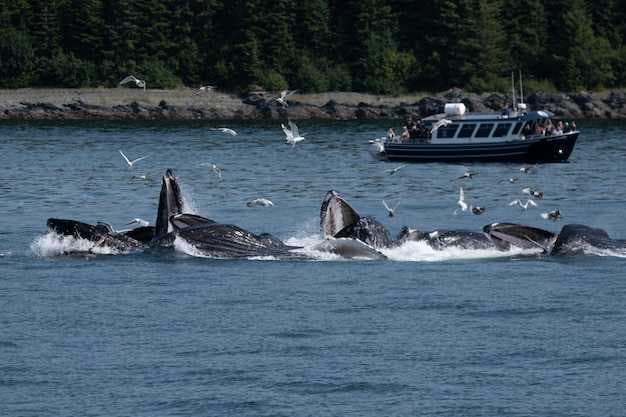 Monterey Bay Whale Watch - Best Whale Watching Tours and Tips