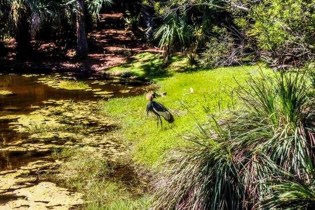 Myakka River State Park - Top Things to Do and Wildlife