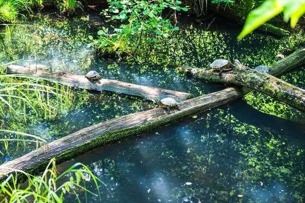 North Anclote River Nature Park - Things to Do, Trails and Wildlife in Florida