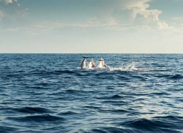 Paradise Dolphin Cruises - Best Dolphin Watching Tours &