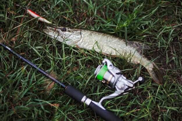 Pontoon 21 LL BullyBoo 75-SS 172gr 239 - The Ultimate Fishing Lure for Anglers