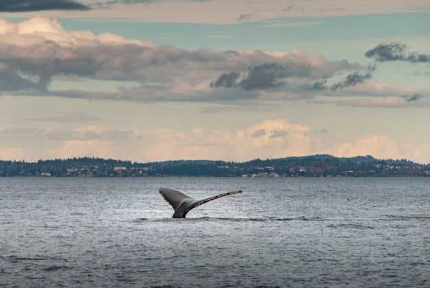 Seasonal Guide to the Best Whale Watching in Baja California Sur