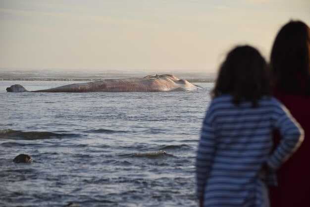 Seattle Whale Watching Season - Orca Sightings, Best Times &