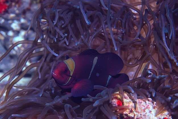 Spectacular Sea Life Show - Mesmerizing Ocean Wildlife in Action