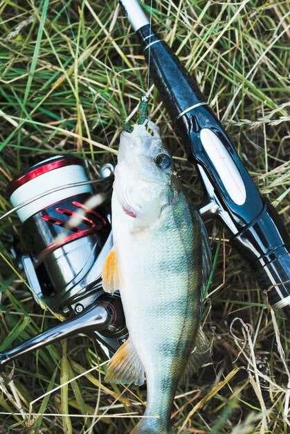 Striped Bass & Hybrid Striped Bass Angler Guide - Top Tips & Area Highlights