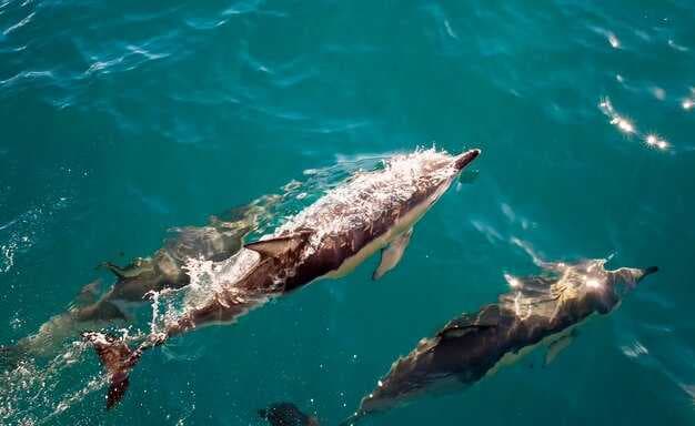The 10 Best Whale Watching Tours Near Culver City, California
