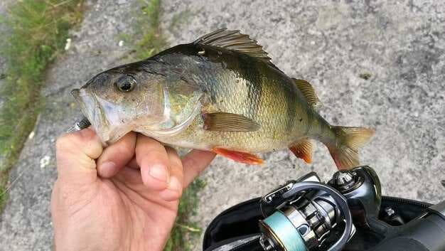 The Complete Guide to Crappie Fishing - Techniques, Gear, and Tips