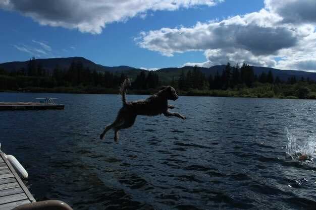 The Most Splash-Worthy Lakes Near Pittsburgh - Take Your Dog Swimming