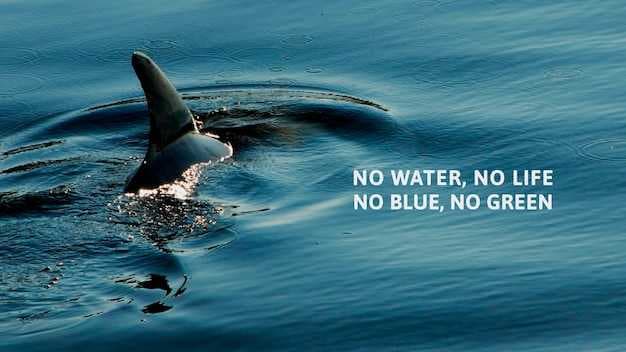 Top 10 Whale Watching Destinations - Best Places to See Whales