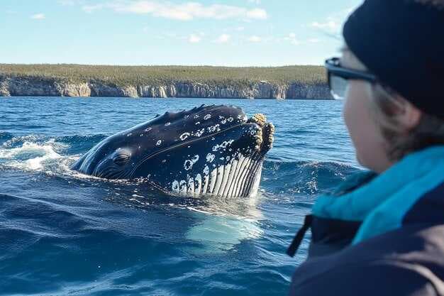 Top 10 Whale Watching Spots for 2026 - The Best Locations to See Whales