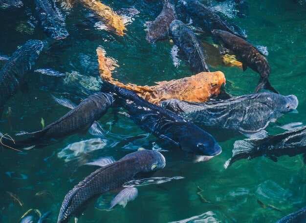 Top Tips for Protecting Fish Habitats - Practical Conservation Strategies