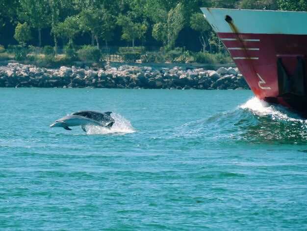 Unforgettable Adventures - Explore Double Dolphin Private Cruises for a Unique Experience