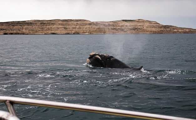 Whale Watching in Madeira - When to Go, What You’ll See, and Other Tips