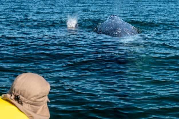 Whale Watching in Puerto Vallarta, Mexico - Best Tours and Tips