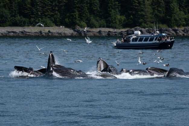 Whale Watching in San Clemente, California - Best Tours and Tips