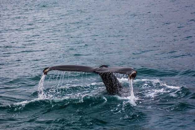 Whale Watching Near Fort Lauderdale, Florida - Best Tours &