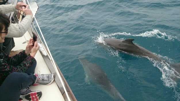 Your Complete Guide to Planning the Perfect Whale Watching Trip in Dana Point