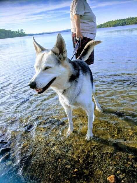 Your Ultimate Guide to Fishing with a Dog - Tips, Training, and the Best Breeds