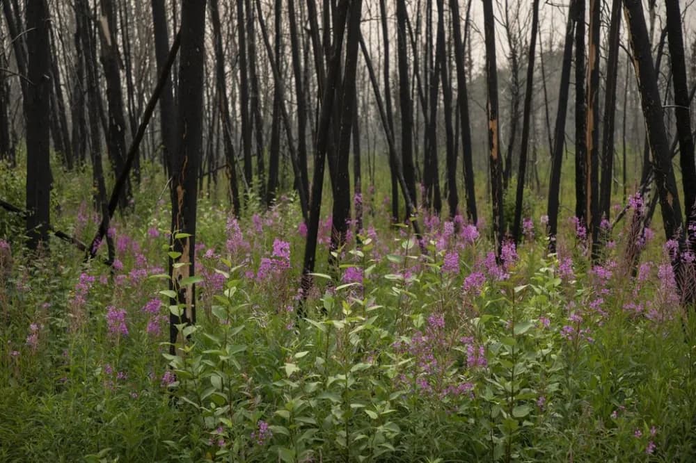 Summer Wildfires Disrupt Tourism in Jasper, Alberta
