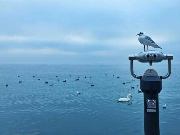 SEAGULL II - The Ultimate Guide to Features, Specs, and Applications