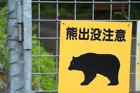 Travel Advisory Highlights Increasing Bear Attacks in Japan's Northern Regions