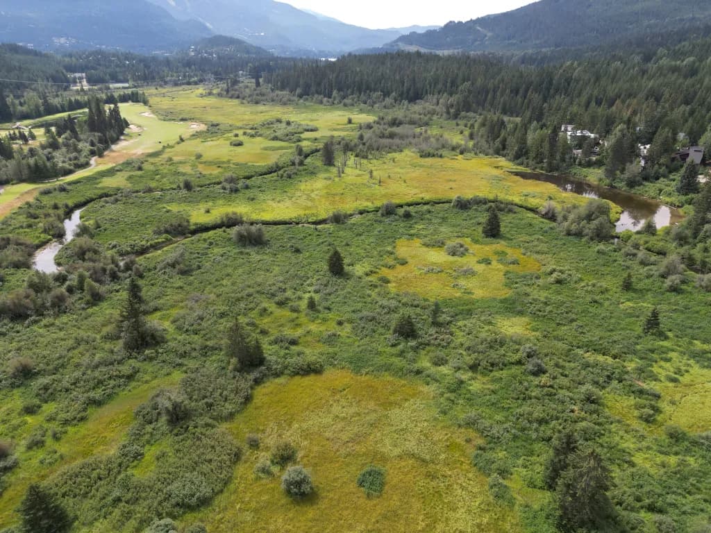 Unveiling the Importance and History of Wetlands in Whistler