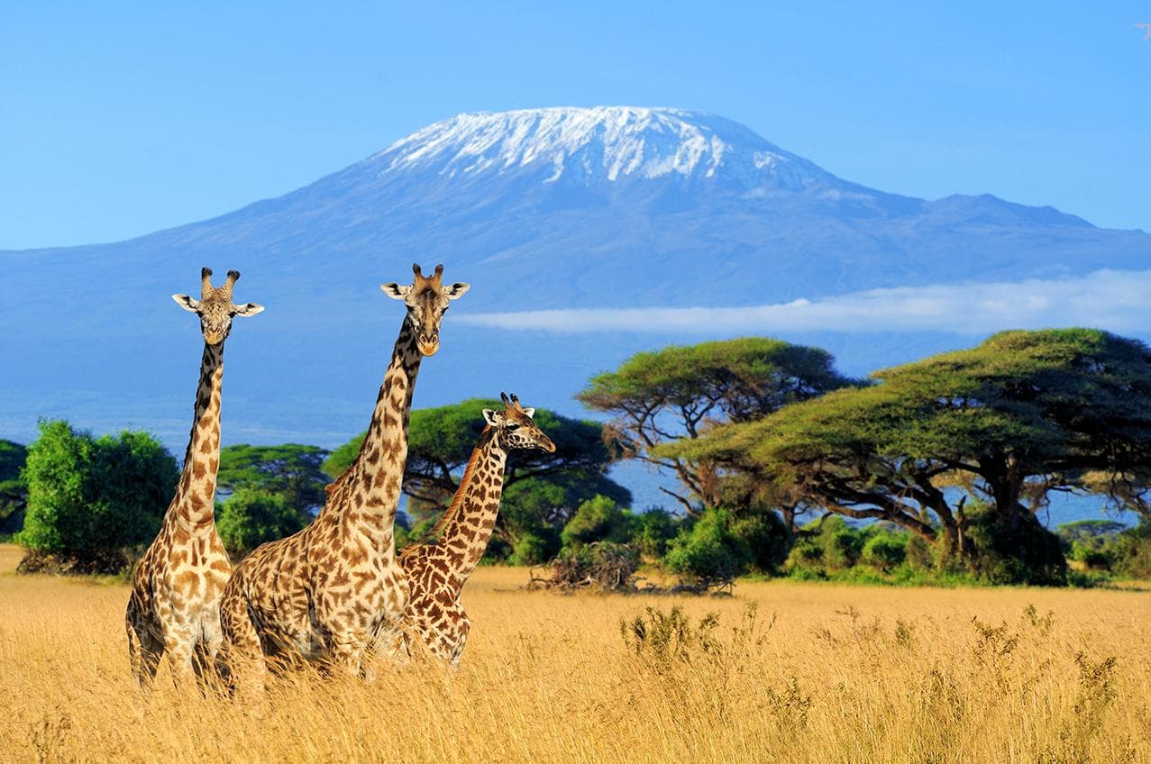 Tanzania Recognized as the Premier Safari Destination for 2026