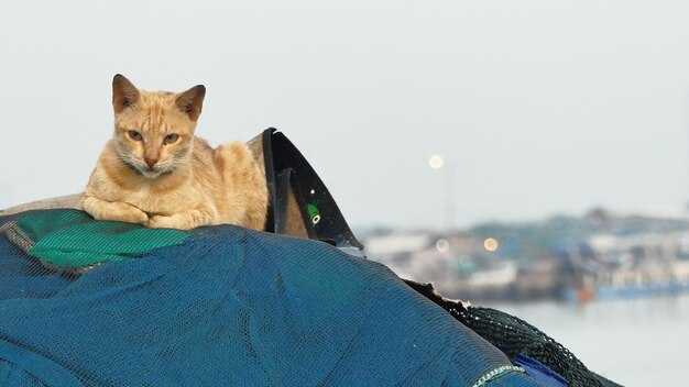 5 Tips for Boating with Cats: Safe and Calm on the Water