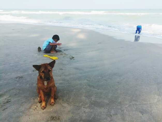 Where to Stay: Dog-Friendly Hotels, Rentals, and Pet-Sitting Options