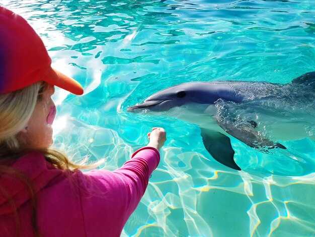 Best times for dolphin sightings on Anna Maria Island and Holmes Beach