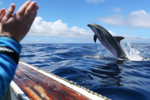 Best Dolphin Tours in Los Angeles – Top LA Dolphin Watching Cruises