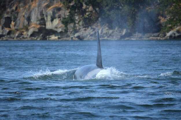 Choosing the right cruise: small-boat vs. larger expedition itineraries