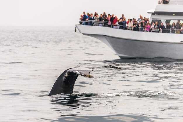 Best Places to See Whales – Top 10 Whale-Watching Destinations
