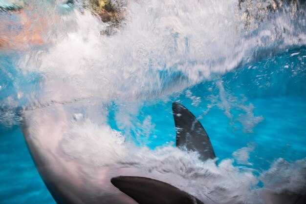 Whale Watching Tours and La Cruz de Huanacaxtle March Guide