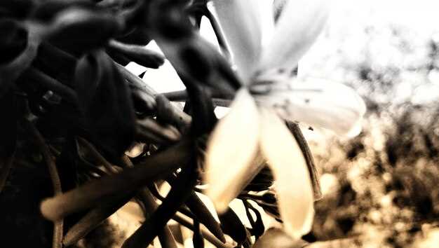 Bristow Photos – Capturing Timeless Moments in Stunning Detail