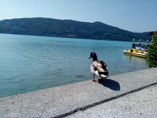 Fishing Opportunities for Enthusiasts