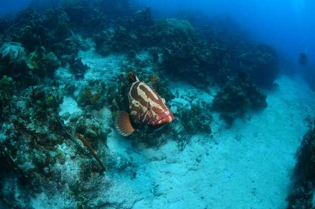 Gear and safety checklist for Quintana Roo dives