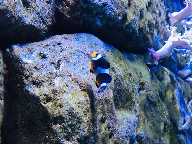 Practical Quintana Roo diving: sites, cenotes, and current conditions