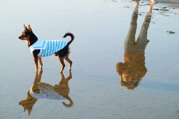 Do Dogs Need Life Jackets? A Canine Water Safety Guide
