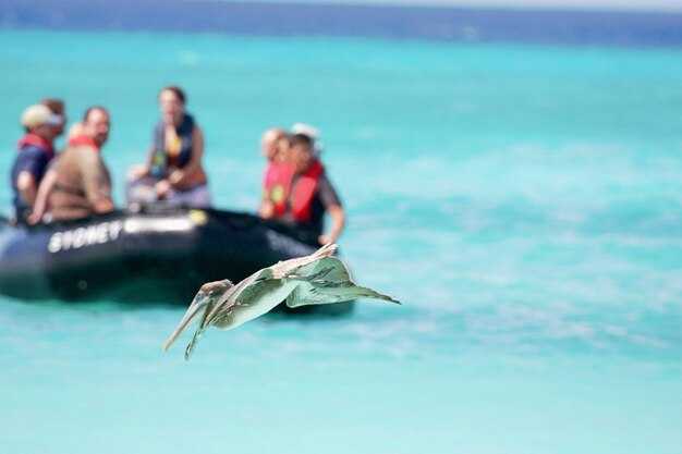 Dolphin Ecological Boat Tours in Cape Coral, Florida
