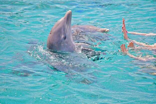 Dolphin Watching from a Gulf Shores Dolphin Cruise – Best Tours &amp