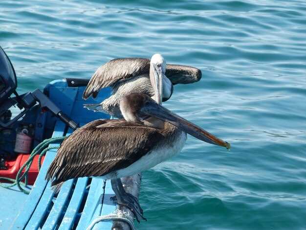 Experience Unforgettable Fishing Adventures with Big Marlin Punta Cana Charters