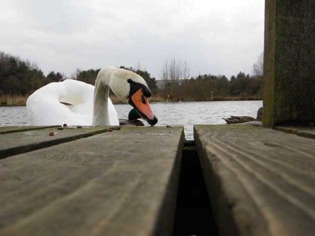 Explore Gull Lake MN – Best Pontoon Rentals for Your Perfect Day on the Water