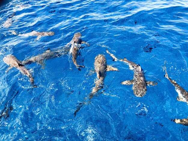 Fort Walton Beach & Okaloosa Island Boat Tours | Dolphin Watching