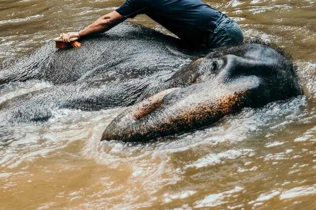 Hawaii’s Favorite Whale Watch – The Ultimate Guide to Hawaii Whale-Watching Tours