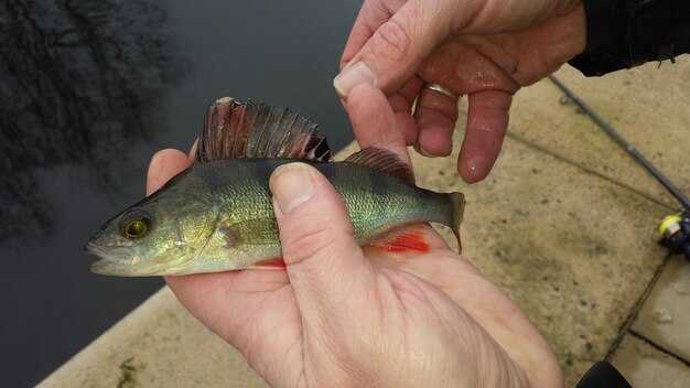 Hook types and rigs for flathead, channel, and blue catfish